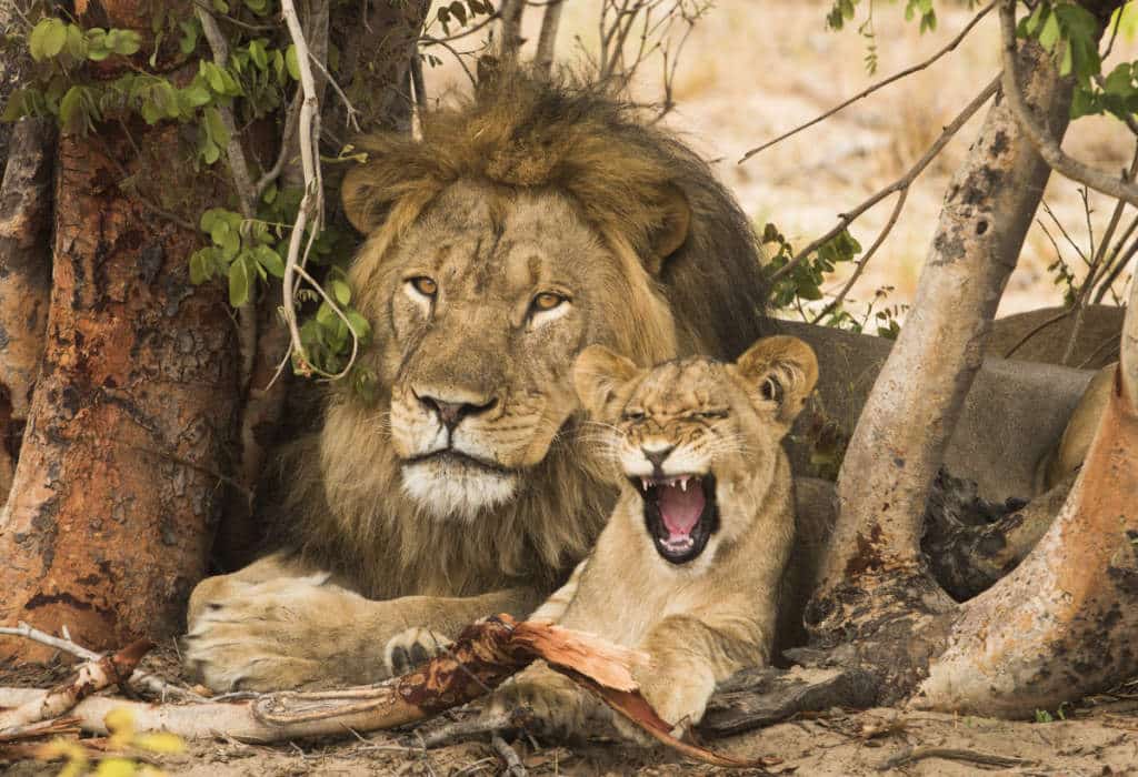 Loro Parque Fundación lucha frente a la extinción de leones en África