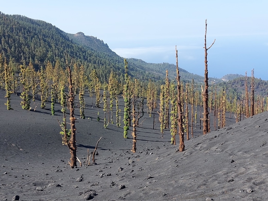 pinar de La Palma