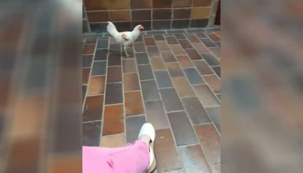 "La alumna más empollona": graban a una gallina 'paseando' por la ULL