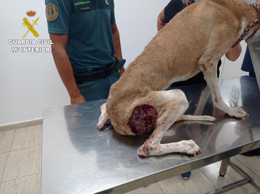 Maltrato animal en Canarias: hallan dos perros en estado grave de salud