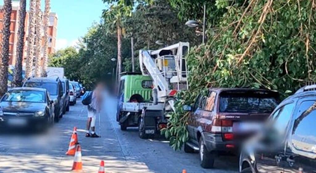 Santa Cruz retirará dos árboles en La Salud por su mal estado