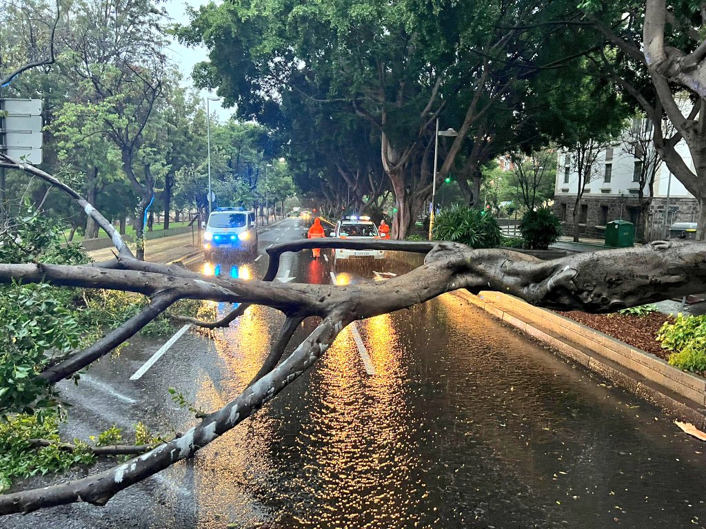 cae un árbol de grandes dimensiones en plena avenida Benito Pérez Armas