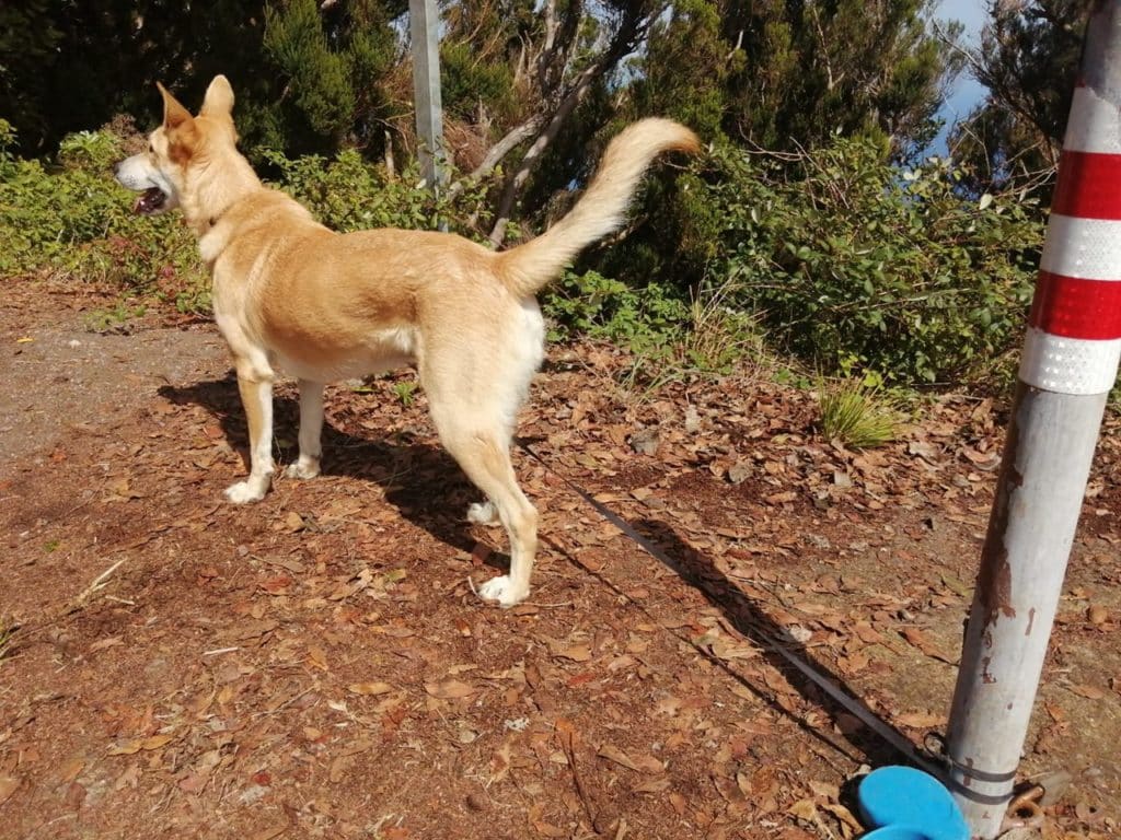 Encuentran a un perro atado a un poste en Santa Cruz de Tenerife