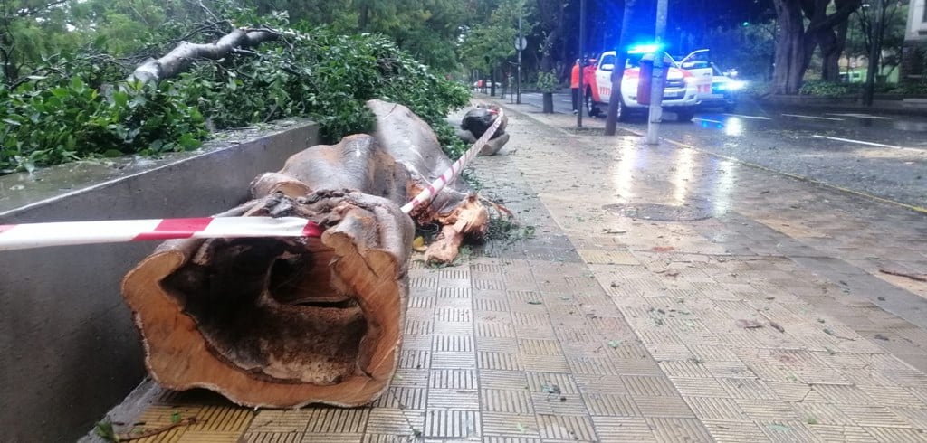 Tormenta tropical Hermine: cae un árbol de grandes dimensiones en la avenida Benito Pérez Armas