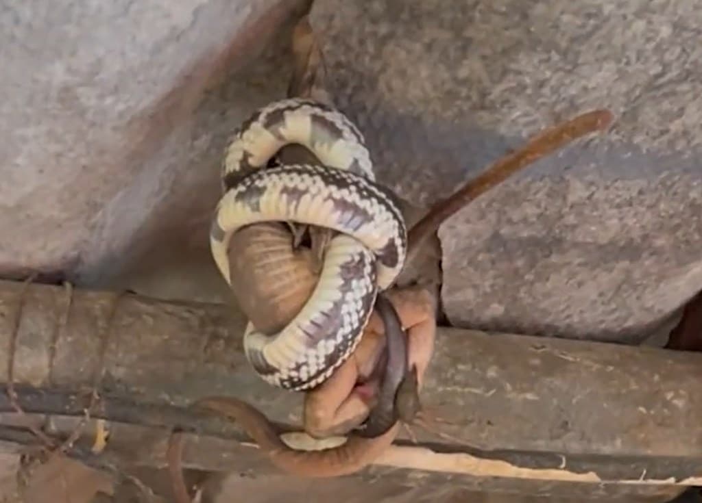 Una culebra real asfixia a un lagarto gigante en Gran Canaria: estaba dentro de un cuarto