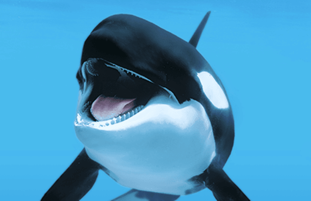 Muere Kohana, orca del Loro Parque