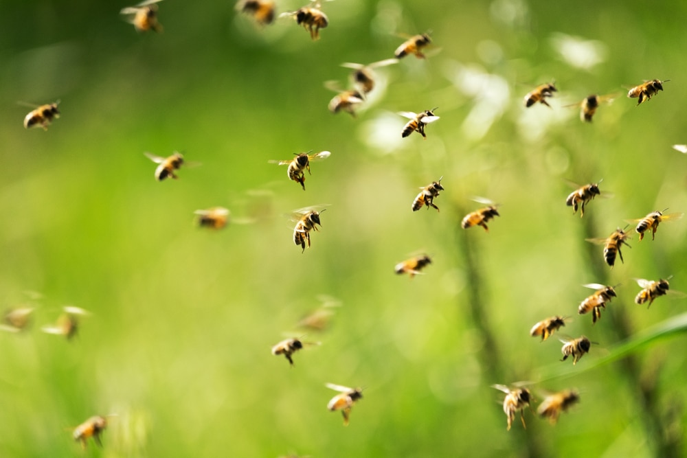 Miles de abejas atacan a un joven que cortó sin querer una colmena