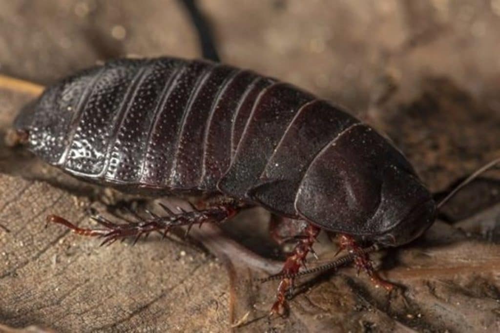 Encuentran una cucaracha carnívora que creían extinguida