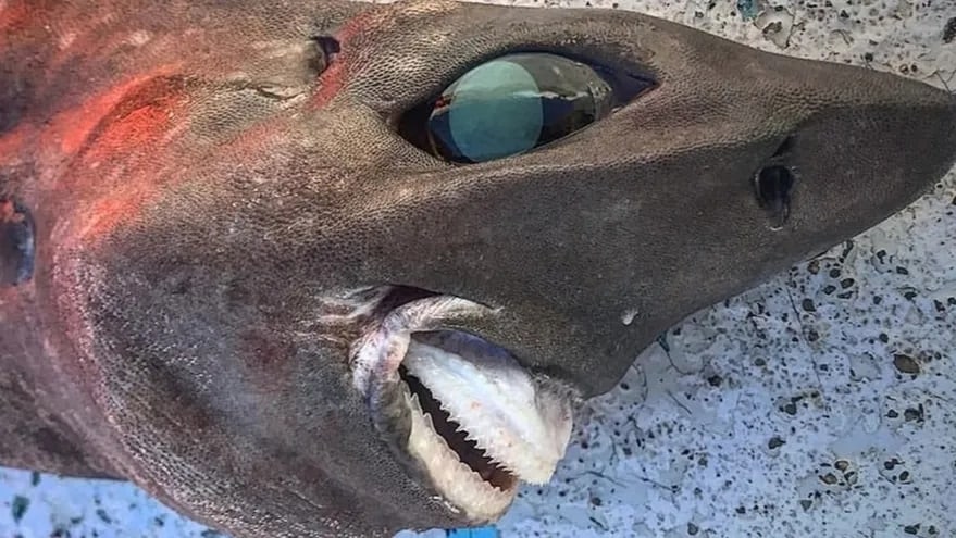 Localizan un tiburón en una playa de Sidney que horroriza por su aspecto