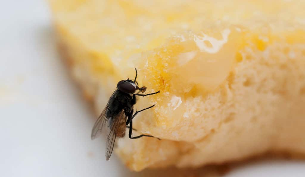 Explicación científica a la proliferación de moscas en Canarias