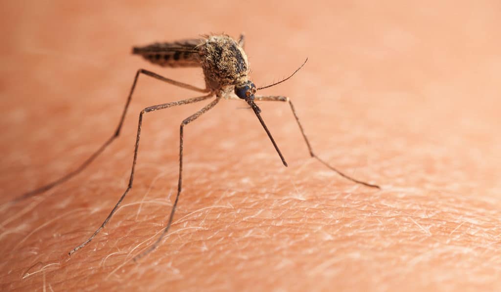 "Graves picaduras" en Santa Cruz: urgen solucionar la plaga de mosquitos
