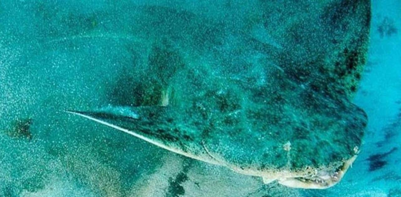 Canarias, el último refugio del angelote, en peligro de extinción en todo el mundo