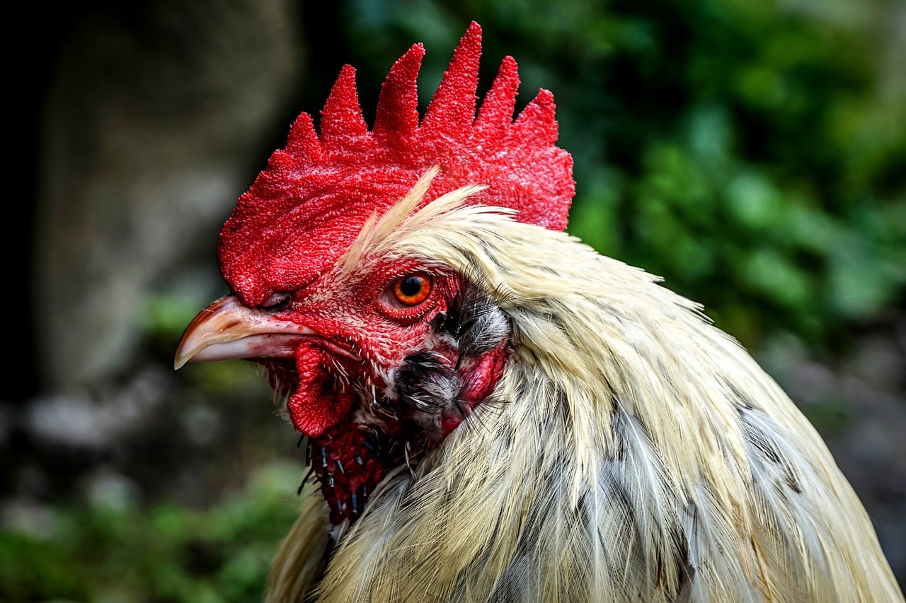 gallos