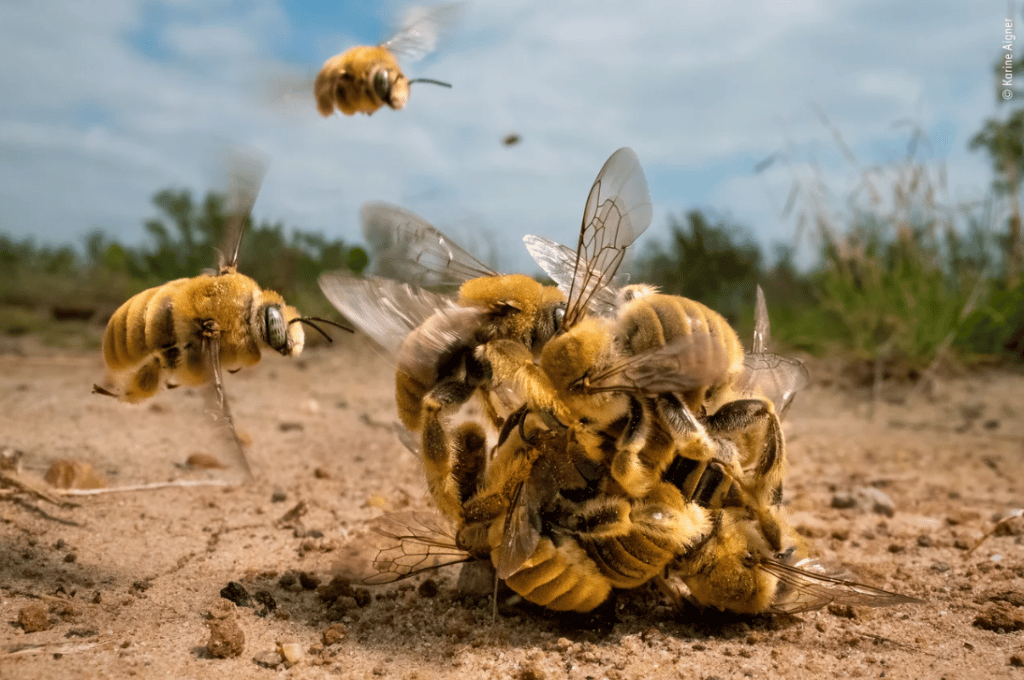 El máximo galardón, para un grupo de abejas apareándose, de Karine Aigner