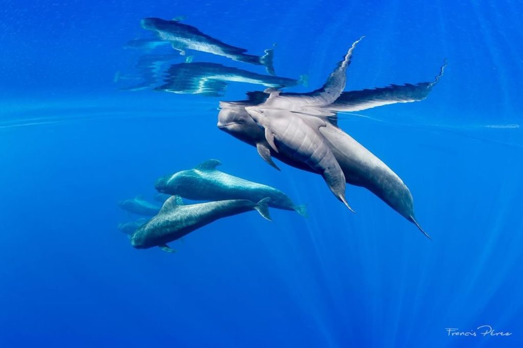 “Hay que proteger más a los cetáceos en el sur de Tenerife”