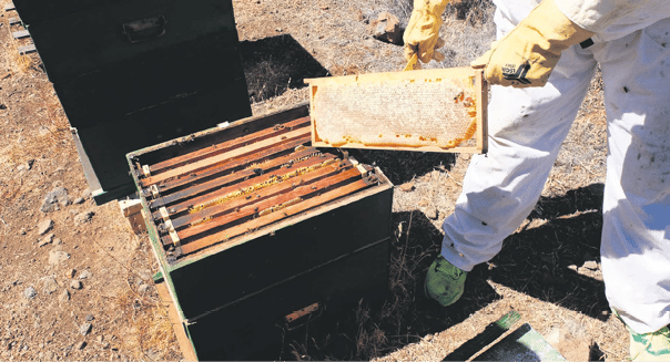 La miel, un tesoro alimenticio natural con muchas propiedades