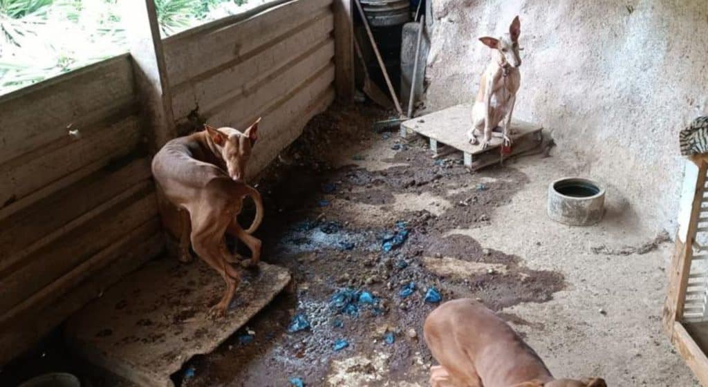 Nuevo caso de maltrato animal en La Laguna: Valle Colino se lleva los perros