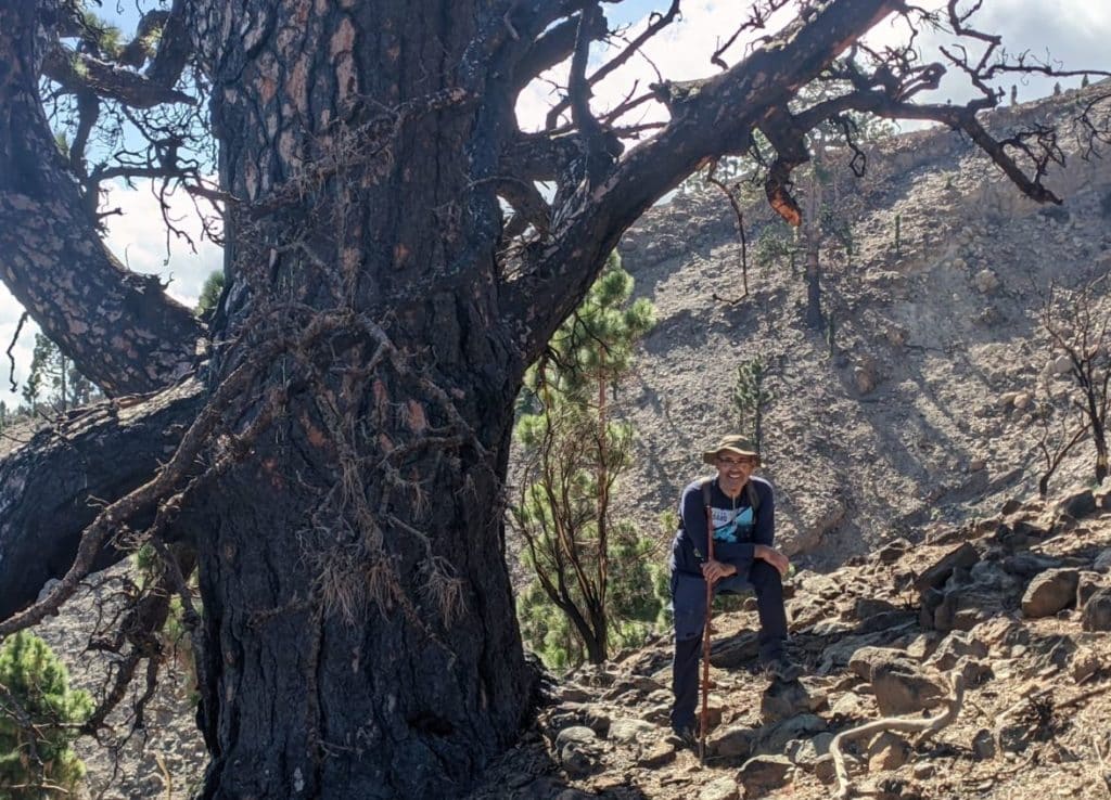 La curiosa historia del pino canario que acabó con el incendio en Arico