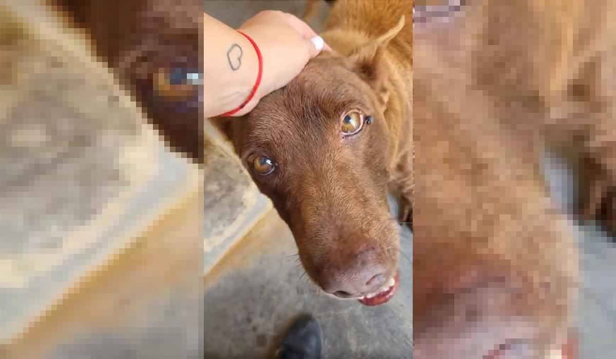 Joaquín, el 'perro invisible' que continúa en Valle Colino
