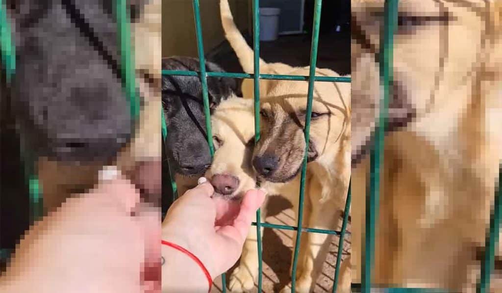 Tres cachorritos buscan una casa de adopción en Valle Colino