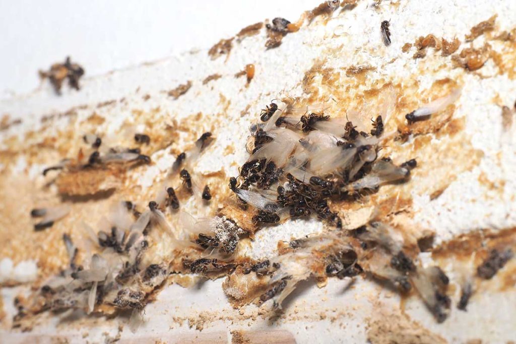 Tenerife, laboratorio mundial para la erradicación de las termitas subterráneas