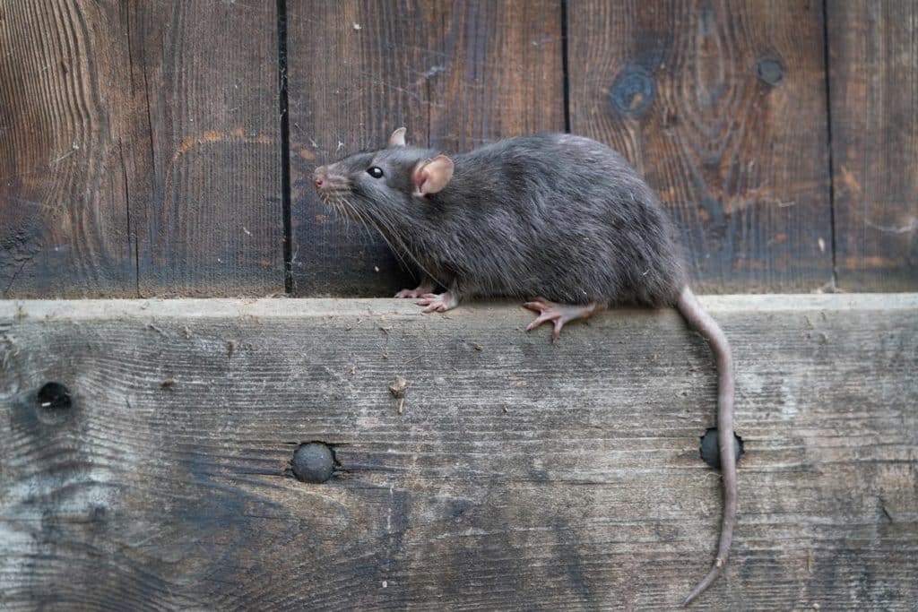 Policías dicen que unas ratas se comieron 200 kilos de droga: "No nos temen"