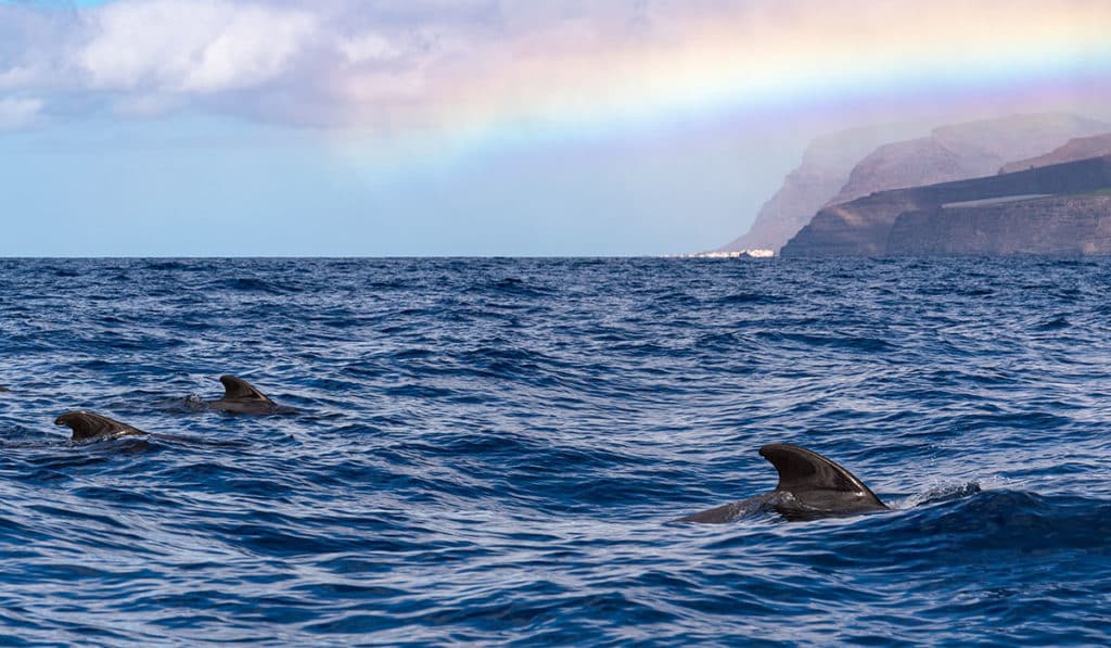 Investigan a una empresa en La Palma por perseguir y acorralar cetáceos