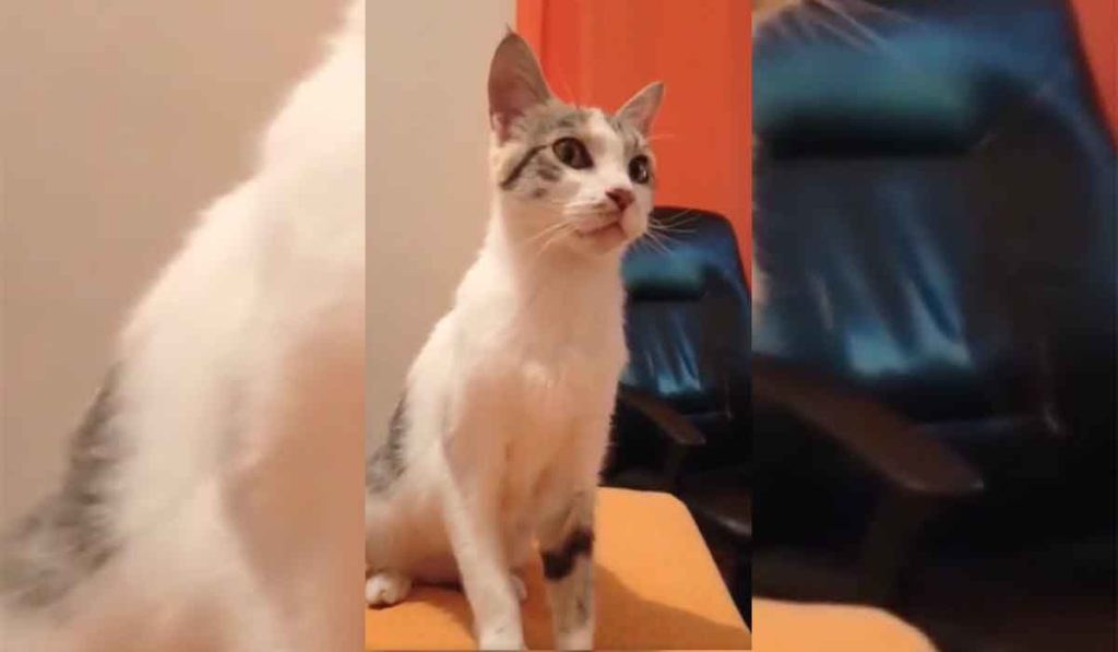 Tiara, una gata con inmunodeficiencia, busca un nuevo hogar desde Valle Colino