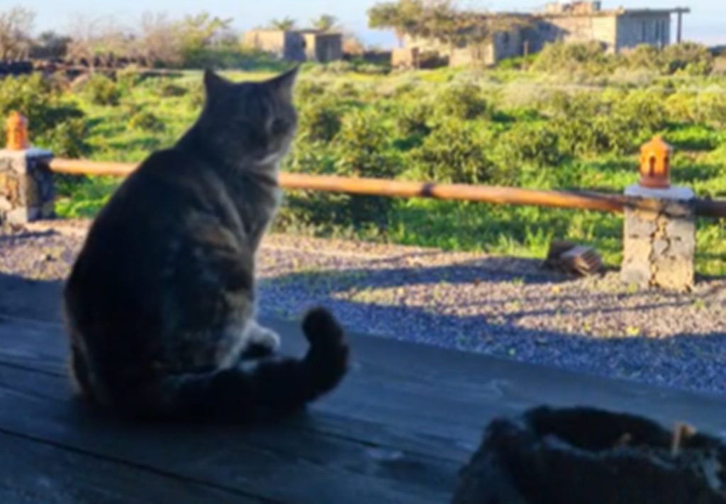 Perdió a su gata por culpa del volcán y la encuentra un año después en su antigua casa