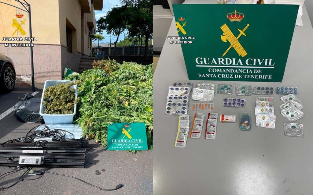 Intervienen más de 200 plantas de marihuana y 131 pastillas estimuladoras sexuales en Tenerife