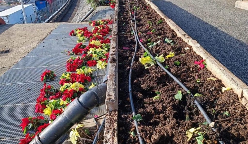 Imagen que muestra cómo han quedado las flores de pascua plantadas en la Avenida de Anaga. José Manuel Bermúdez (Facebook)