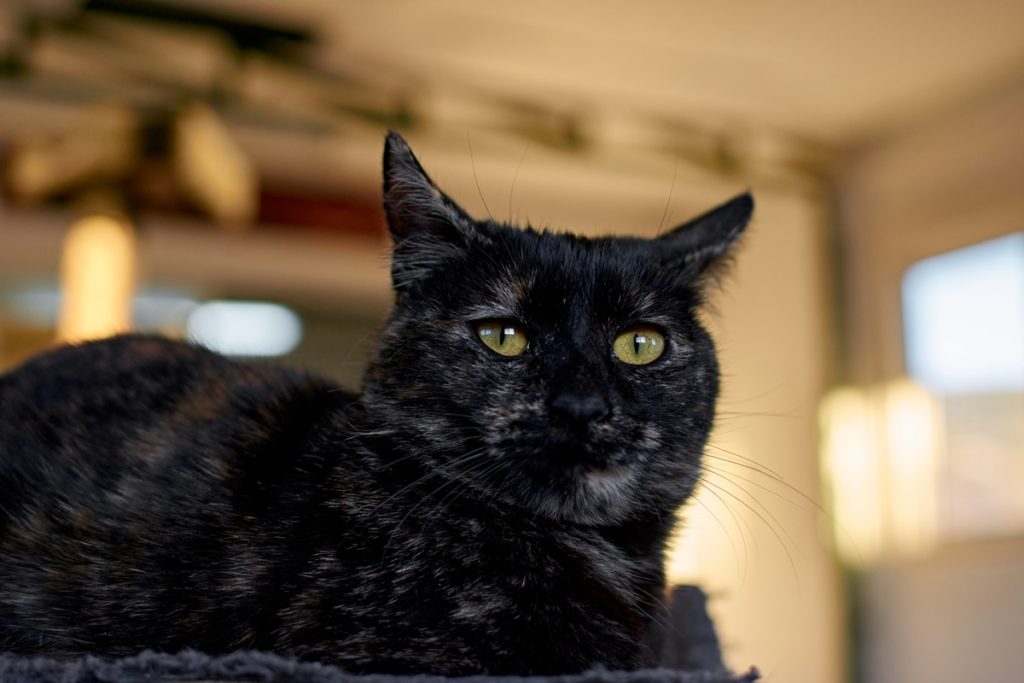 Pierden a su gato y lo encuentran, por casualidad, diez años después