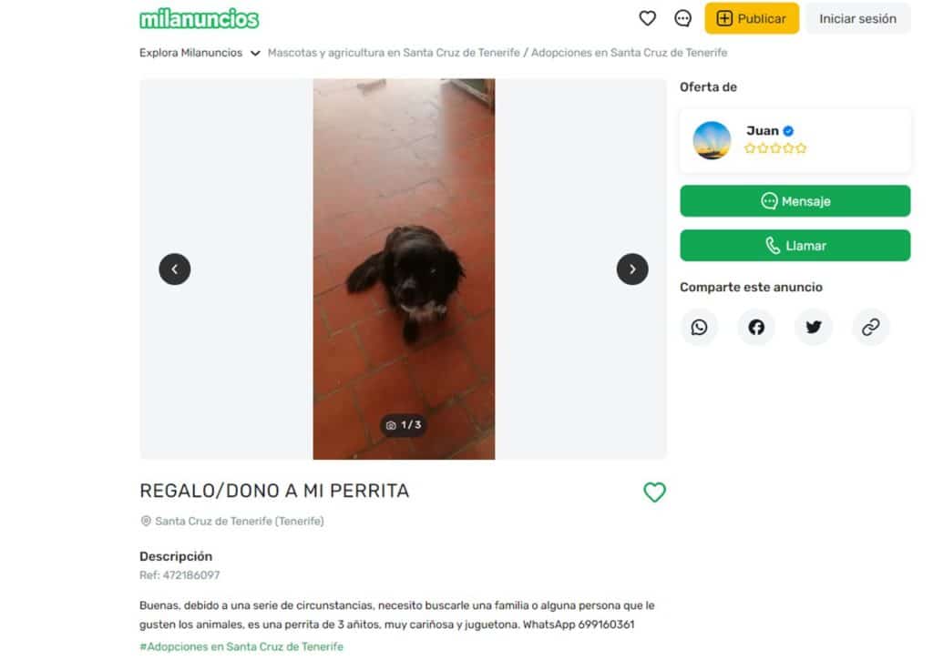 Busca una familia para su perrita en Tenerife