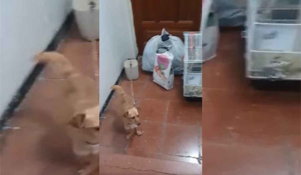 Abandonan un perro y un agaporni en la puerta de una casa en Tenerife