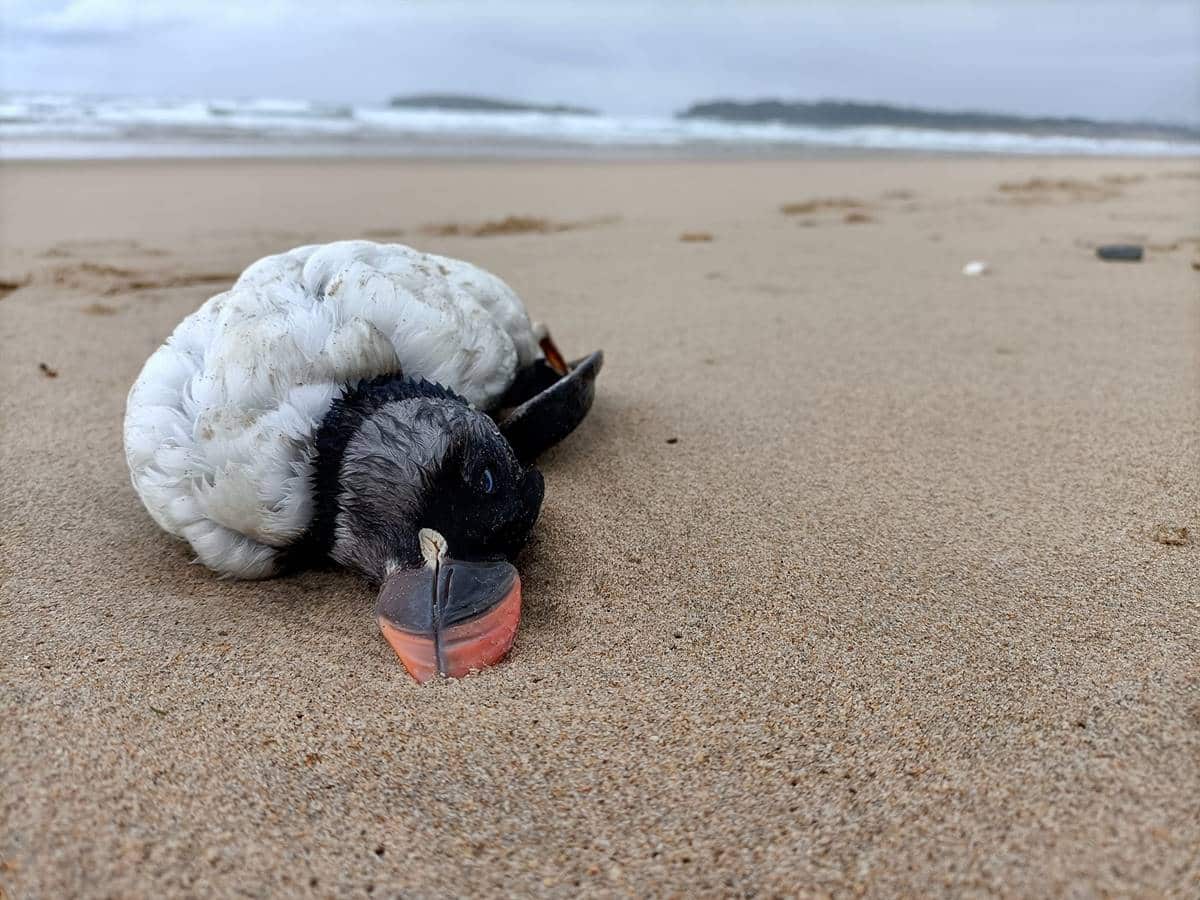 Centenares de aves muertas siguen llegando a las costas canarias: ya son más de 1.000