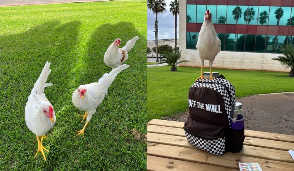 Estudiantes y profesores piden medidas por las gallinas de la ULL: "A veces no se puede dar clase"