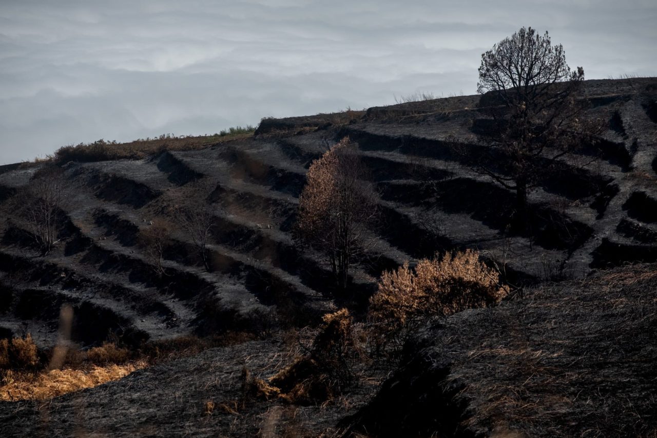 Unas 2.700 hectáreas, arrasadas el verano en el norte de Tenerife.