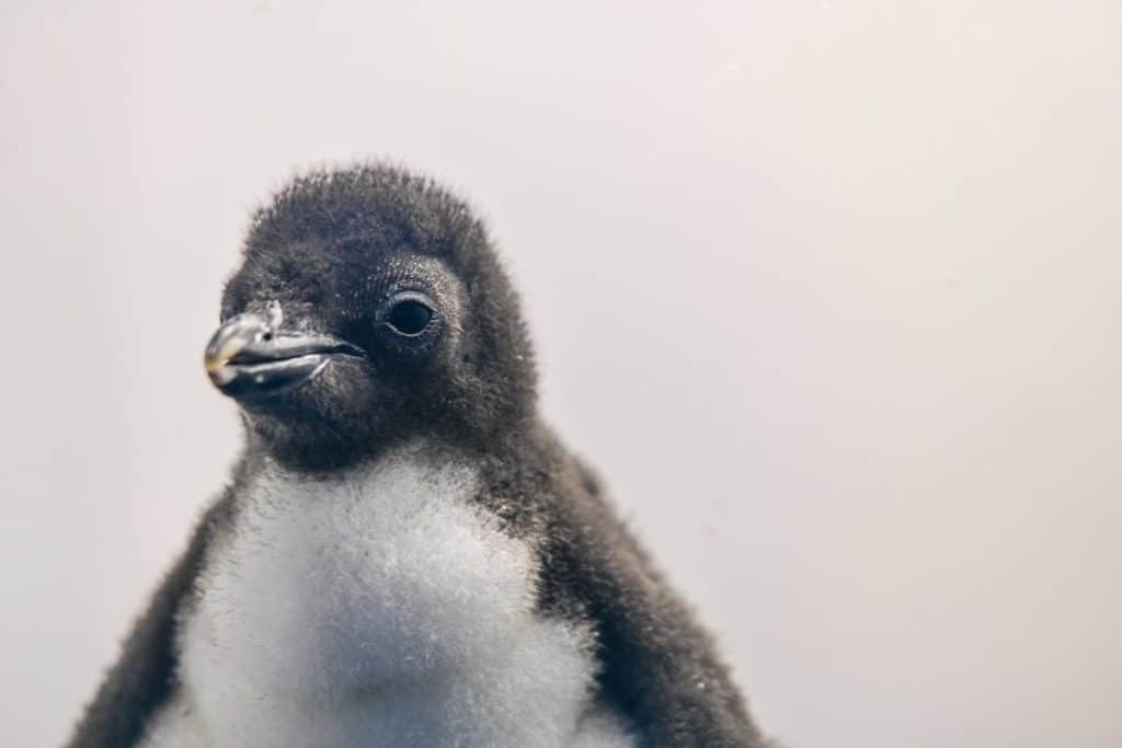 Nacen en Tenerife 12 crías de pingüino de especies amenazadas en la Antártida