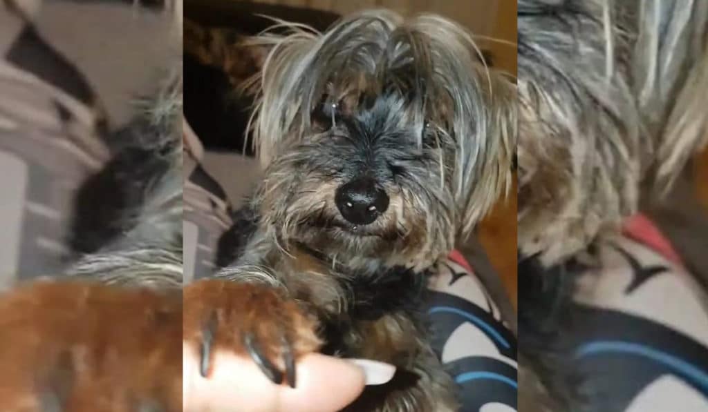 Reyna, la triste historia de otra perra que se precipitó al vacío por la pirotecnia en Tenerife