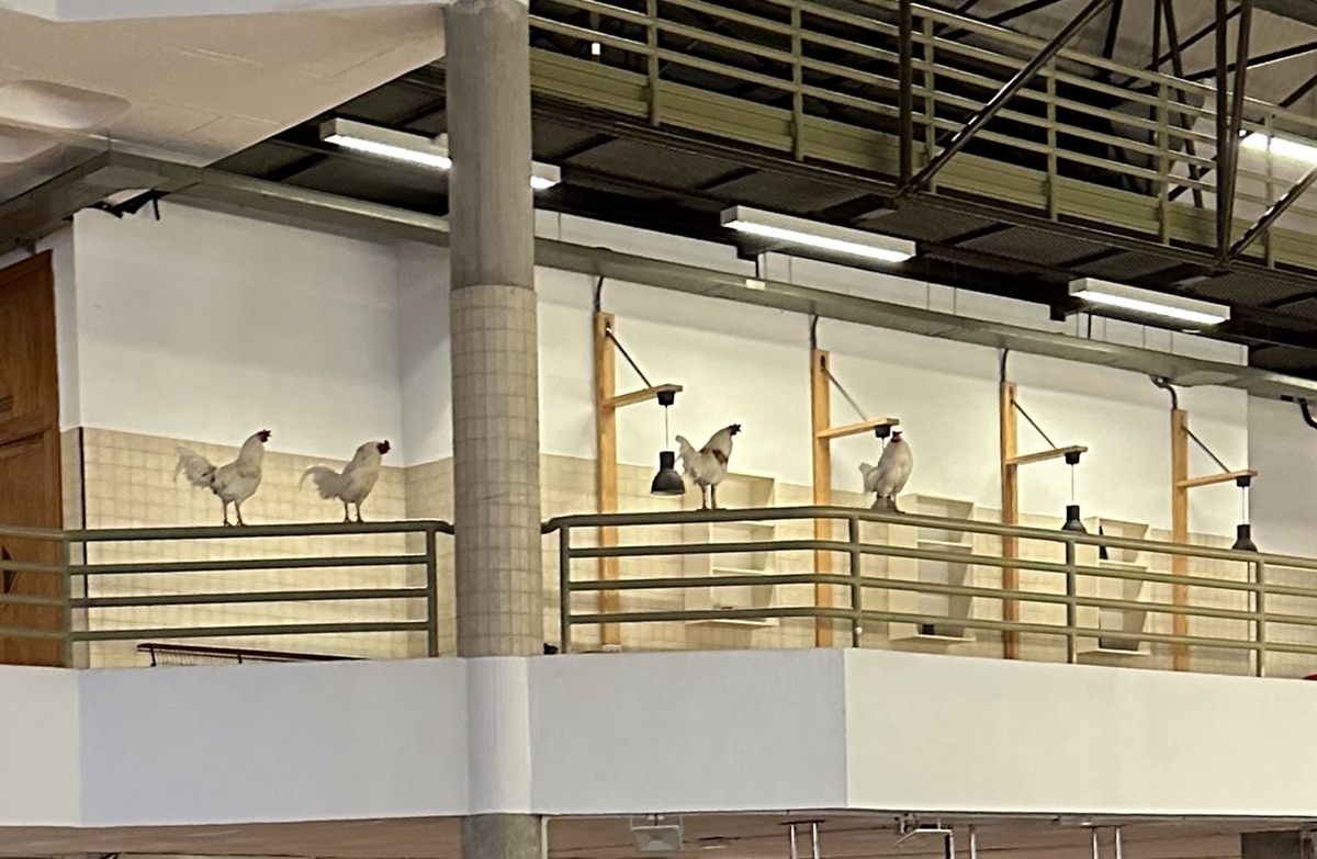 gallinas de la ULL