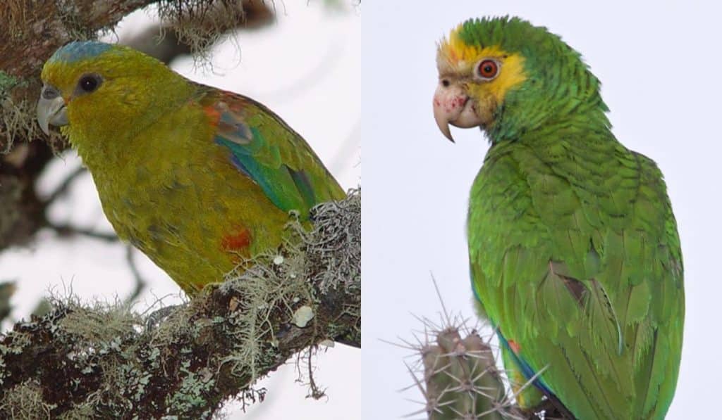 Loro Parque Fundación salva a dos nuevas especies de la extinción