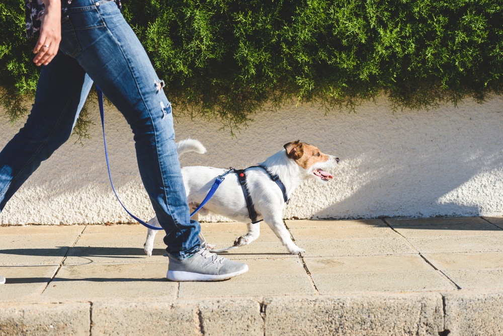 El seguro que te obligarán a contratar si tienes un perro con la nueva Ley de Bienestar animal