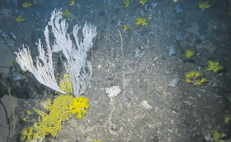 fondos submarinos de Canarias