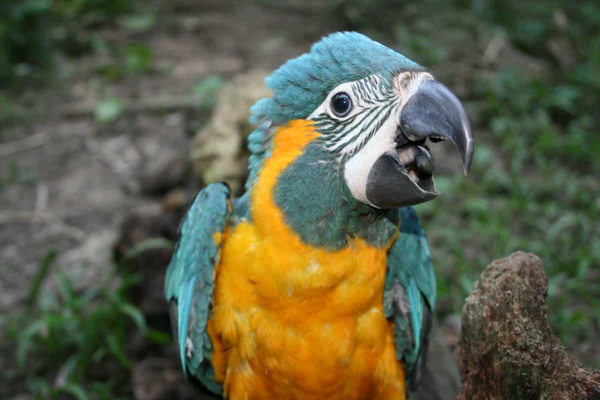 Loro Parque Fundación: varias décadas cuidando al guacamayo barba azul de Bolivia