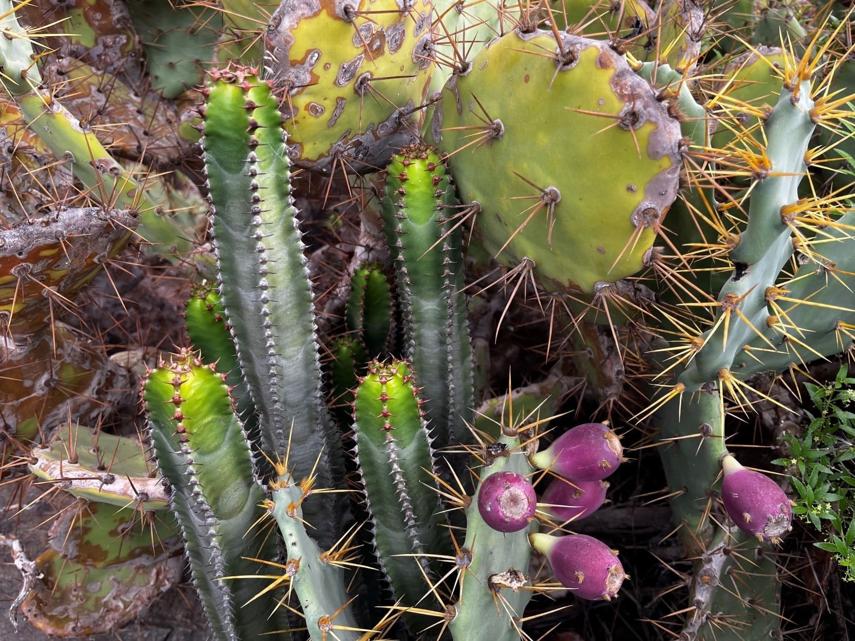 Las plantas suculentas, un peligro para Canarias