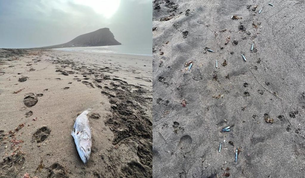 Aparecen miles de peces muertos en la playa de La Tejita