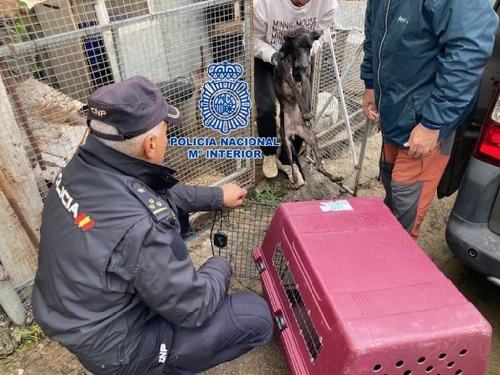 Liberan a cuatro perros desnutridos y enjaulados en Santa Cruz de La Palma