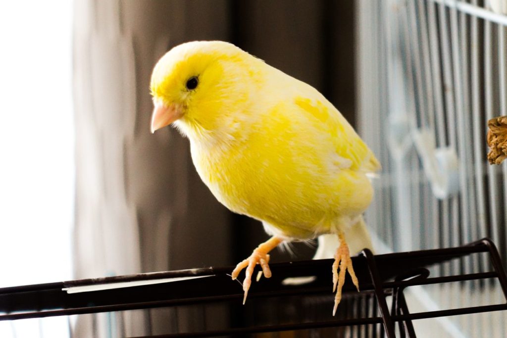 Tener canarios nacidos en cautividad obliga a inscribirse como criadores, según la nueva ley. Internet