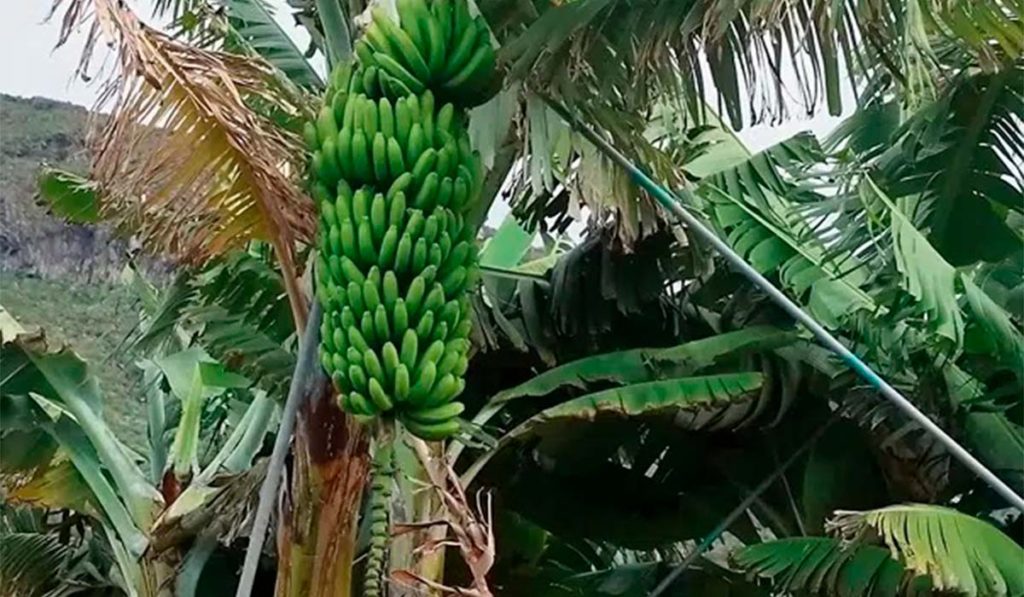 Plátanos de La Palma para los damnificados de Turquía y Siria