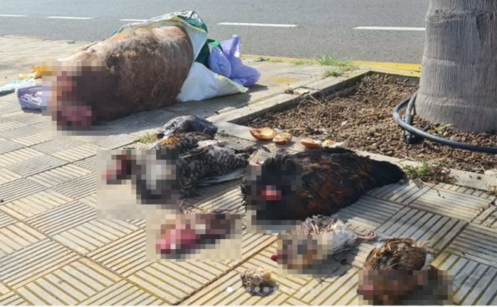 Santería en Tenerife: encuentran animales decapitados en plena calle en Santa Cruz